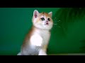 Kristopher is a Charming British Golden Kitten