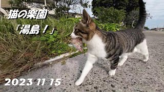 20231115 猫の楽園「湯島」、公共交通機関で熊本から行ってみた