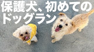 保護犬を初めてドッグランに連れて行ったら...