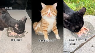 【喵可酱】把一只小猫咪喂胖是一件特别快乐又骄傲的事情#玄猫