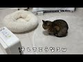 猫が大好きなヒーターを人間と奪い合った結果…