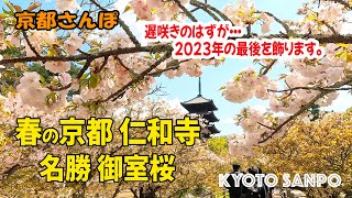 [京都お散歩4K] 2023/4/9 遅咲きのはずが・・・ 桜の仁和寺 名勝『御室桜』2023年桜さんぽ kyoto