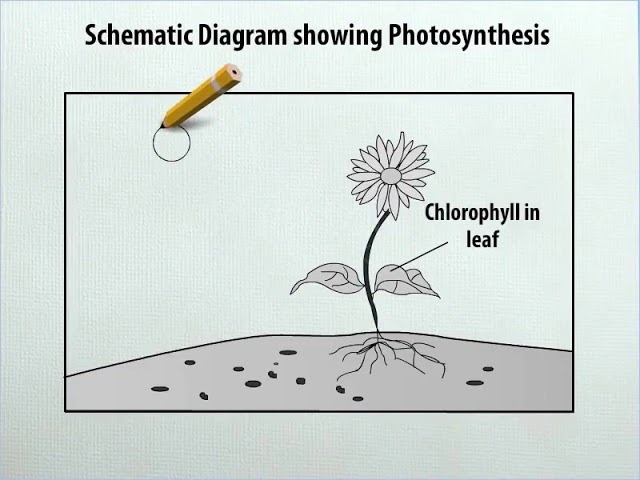 Equation For Photosynthesis Class 7 - Tessshebaylo