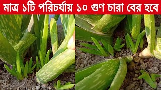 এলোভেরা গাছ লাগানোর নিয়ম/এলোভেরা গাছের যত্ন এবং পরিচর্যা/ aloevera plant care/ grow aloe vera plant