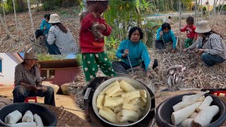 ដំឡូងគ៍មីងឡាន់ មើមច្រើនណាស់ មកទិញដំលូងសុំដើមយកដាំ ដាច់ពូជ មួយឆ្នាំហើយ ដំលូងស្ងោខែនេះផុសល្អណាស់