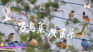 百鳥集成果展 ＃冬候鳥 #新北市 ＃台北市