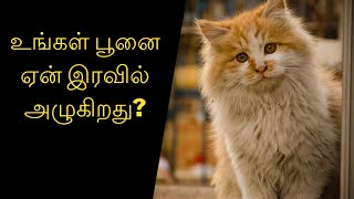 உங்கள் பூனை ஏன் இரவில் அழுகிறது? | why cat crying at night in Tamil