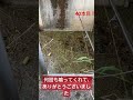 雷魚釣り　ビックリされました‼️喰う音ヤバくない🤪