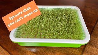 Sprouts that you CAN’T MESS UP. How to grow Arugula sprouts.