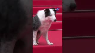 Chú chó Messi đi thảm đỏ Cannes, tạo dáng chào cực chuyên nghiệp | Ngôi Sao VnExpress