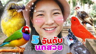 5อันดับนกสวยน่าเลี้ยงไม่แพ้นกแก้ว นกคีรีบูน นกกรงหัวจุก นกฟินซ์7สี นกพิราบแฟนซี นกเขา แนะนำนก