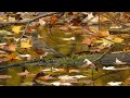 harmony s gentle flow jean marc staehle relaxing music