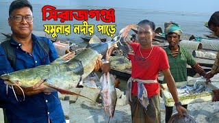 সিরাজগঞ্জের যমুনা নদীর বিশাল বাঘাইড়, আইড় ও  বড়শি দিয়ে ঘাউড়া মাছ কেমন দামে বিক্রি হয়