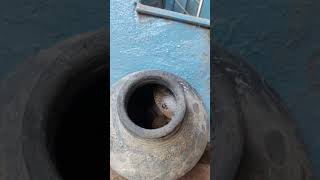 Indian spectacle Cobra #new #shorts #shortvideo #short #shortsfeed #shortsviral #shortsvideo #yt