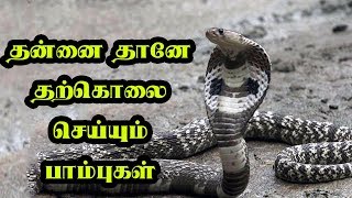 நம்பமுடியாத உண்மை - தன்னை தானே தற்கொலை செய்யும் பாம்புகள் | புரியாத புதிர் - Episode 4