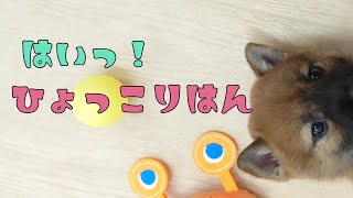 【豆柴】子犬　8/2　男の子♂1　摂州宝山荘　mameshiba dog Puppy （mame shiba inu)