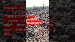 #शेणखत #शेणखत टाकणे#youtube #agriculture #shortvideo #shetivishyakmahiti