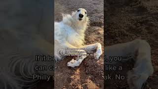 Elder Hose Goat conduct guide 2 #hosegoat #borzoi #guide #dogsofyoutube  #sockdog #letmedoitforyou