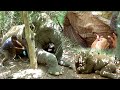 Debilitated elephant being helpless in the wild found sympathetic people to treat