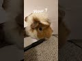 drawling a guinea pig cute guineapig funny pet pets ￼