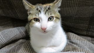 三毛猫ミヨの香箱座り　A calico cat