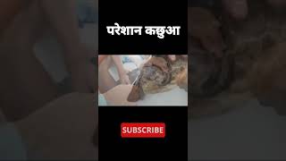 परेशान कछुआ 😱 | animal fight | animal video | Animal short videos