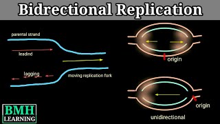 Bidirectional Replication | Unidirectional Replication |