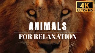 The Scenic Collection of Animals Wildlife (4K UHD) With Relaxing and Chill music