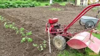 Finally Planting The Tomatoes And Collecting Some Mulch