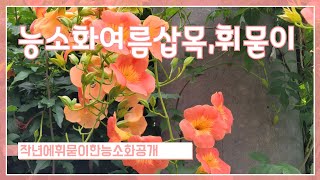 #능소화성장과정#여름삽목#작년에휘묻이한능소화공개