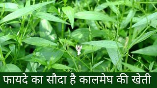 कालमेघ की खेती l औषधीय फसल l Medicinal Plant l Kalmegh Ki Kheti l Ayurvedic l लाभ l Krishi Network