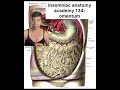 insomniac anatomy academy 134 omentum science stem medicine stemeducation anatomy