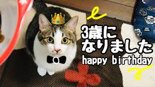 猫の誕生日をお祝いする、の巻 happy 3rd birthday