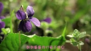 杨美华《爱不停息》民谣歌曲，最美的歌声，送给最亲的人