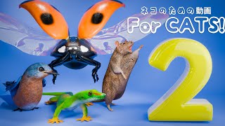 【猫が喜ぶ映像 2】ねずみ・トカゲ・ゴキブリ・てんとう虫 ・ 蝉・ スズメ 4 時間 GAME FOR CATS 2