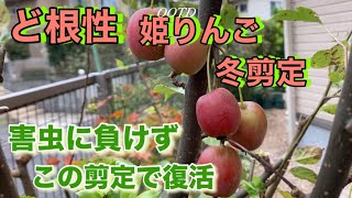 【ど根性、姫りんご、冬剪定】害虫や病原菌に負けず、健康な果樹に育てる剪定