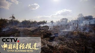 [中国财经报道] 巴西：林火激增 过半发生在亚马孙雨林 | CCTV财经