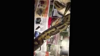 Ball python collection update. 3.23.2015 Also shoutout.