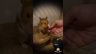 英國🇬🇧倉鼠ShumShum #倉鼠 #可愛い  #搞笑 #hamster #ハムスター #懶先生 #pets #寵物