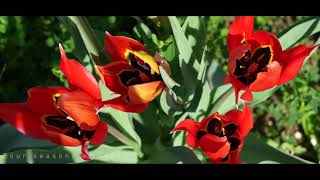 Cyprus - Wild tulips of the Polemi village - 2023 / Οι τουλίπες του χωριού Πολέμι / 4K