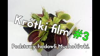 Krótki film #3 - Muchołówka podstawy hodowli.