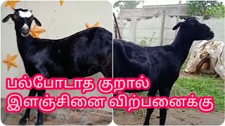 பல்போடாத குறால் விற்பனைக்கு|#thiruvarur#goatsale @Deltakaalnadaisanthai