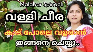 വള്ളി ചീര  ഇങ്ങനെ ചെയ്താൽ കാട് പോലെ വളരും||How to grow malabar spinach  ||  Rosu's green home ||