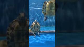 Turtles playing on skateboards #animals #love #shorts