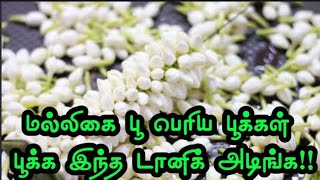 மல்லிகை பூ பெரிய பூக்கள் பூக்க இந்த டானிக் அடிங்க|Jasmine Flower.