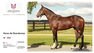 Arqana 2022.10 - N° 594 - M. / Toronado x Fair Breeze / Silvano présenté par le Haras De Grandcamp