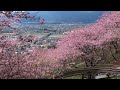 満開の河津桜④／松田町西平畑公園 ／第18回まつだ桜まつり2016