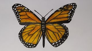 Rəsm - Kəpənək Necə Çəkilir - How to Draw Butterfly