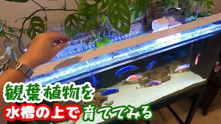 【アクアリウム／熱帯魚水槽】水槽内の余分な栄養分をモンステラに吸収させる/旅行で留守にするとき水槽メンテはにはこんなふうにしてます