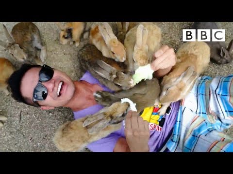 How many rabbits were there on the island in 1950?